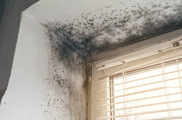 Affordable Attic Mold Remediation solutions in Saxapahaw, NC